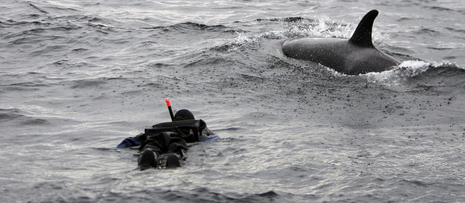 Un submarinista se acerca a una orca, en una imagen de archivo