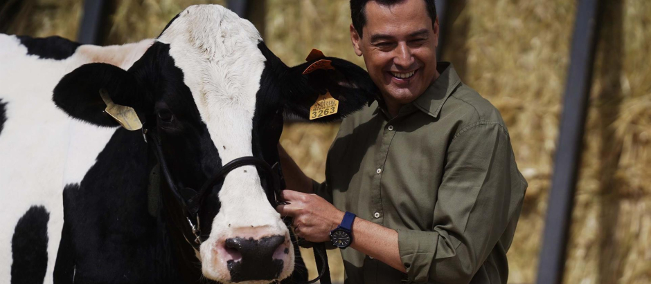El presidente de la Junta de Andalucía , Juanma Moreno , se ha reencontrado hoy miércoles con Fadi, la vaca talismán que según él "me ayudó a ganar las elecciones", durante la visita realizada a la finca agroganadera en la localidad cordobesa de Añora