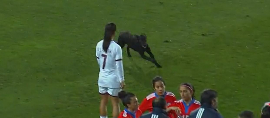 Un perro salta al campo mientras la selección femenina de Chile y Venezuela disputaban un partido