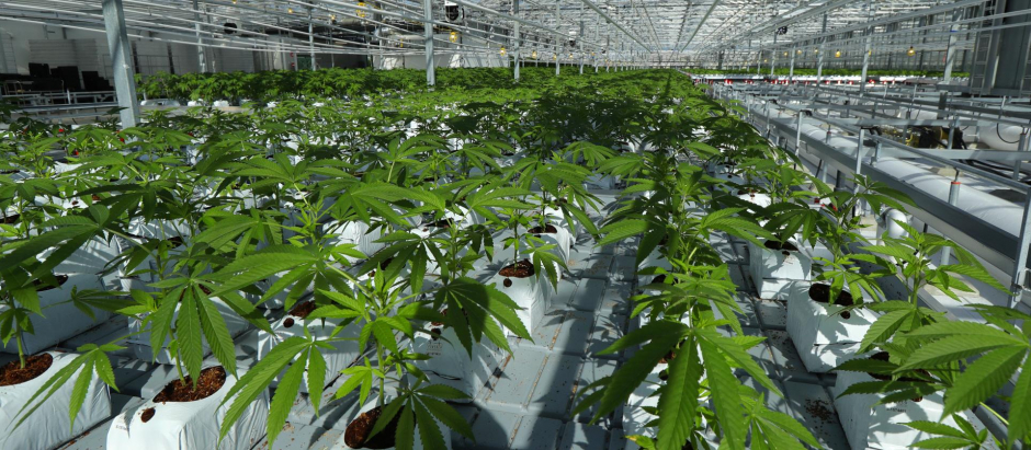 Una plantación de marihuana en la Columbia Británica (Canadá), en 2018