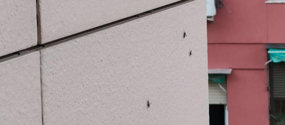 Hormigas en la fachada de un edificio de Madrid