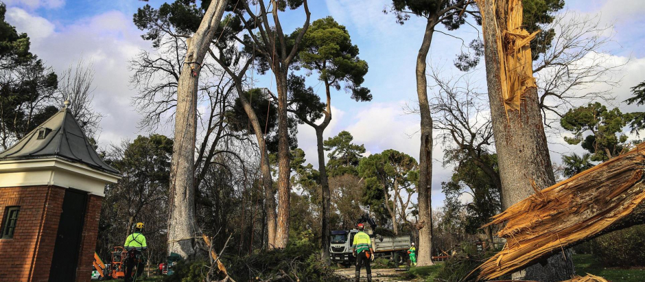 Varios operarios realizan trabajos de supervisión de árboles en El Retiro