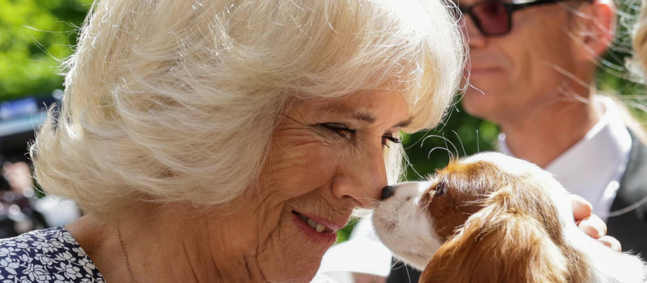 Camilla Duchess of Cornwall, at the 160th Anniversary of the Battersea Dogs and Cats Home animal welfare charity at Clarence House in London.