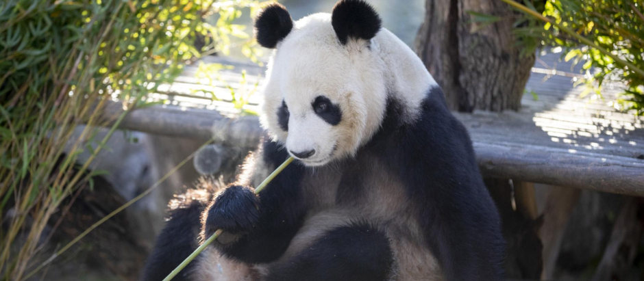 Oso panda en el Zoo Aquarium de Madrid