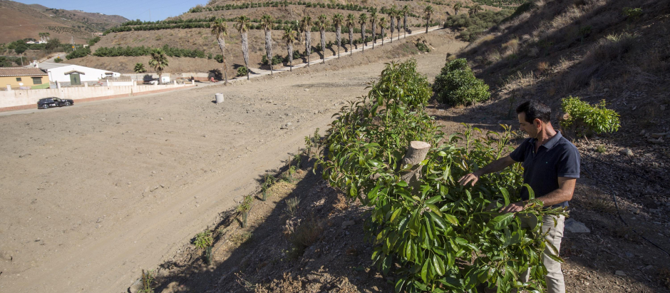 El presidente de la Asociación Española de Tropicales, Domingo Medina, revisa una de sus plantaciones de frutas tropicales, aguacates y mangos, en las que ha arrancado gran parte de los arboles