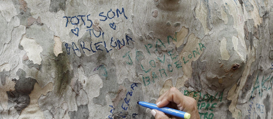 Una persona muestra sus condolencias con un mensaje escrito en un árbol de Las Ramblas de Barcelona tres días después del atentado