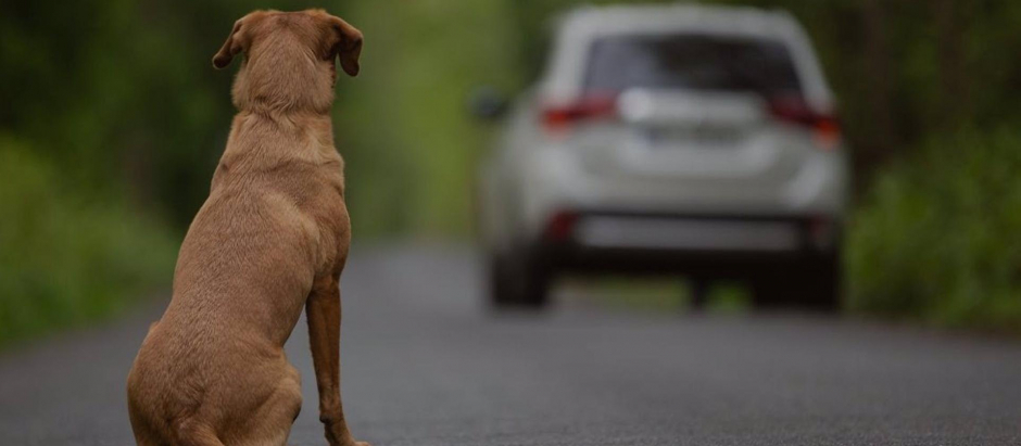 Las mascotas sueltas o abandonadas provocan al año en torno a 200 accidentes con víctimas