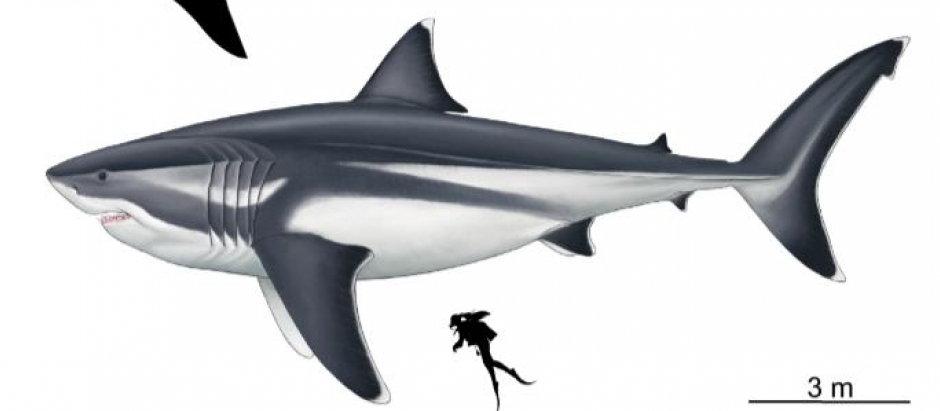Megalodon, en comparación con un hombre y otros tiburones