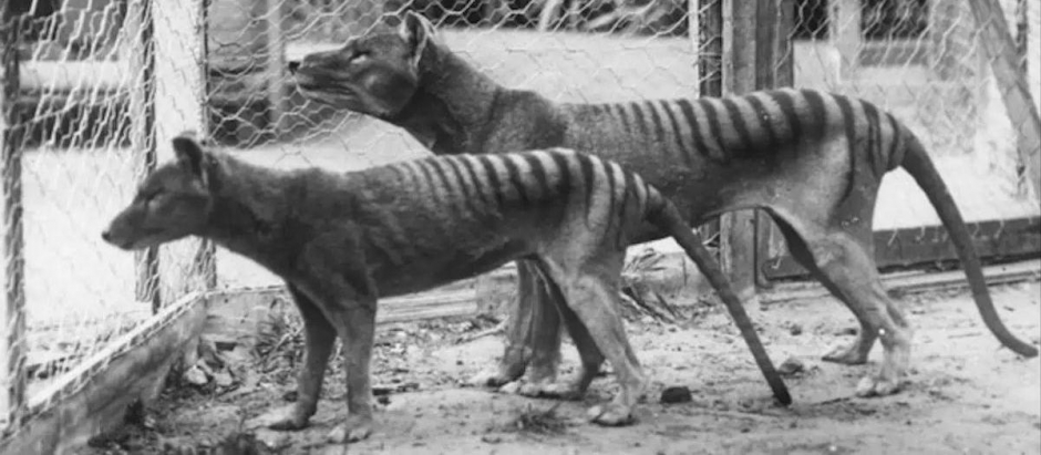 Dos ejemplares de tigres de Tasmania, en una imagen tomada a principios del siglo pasado
