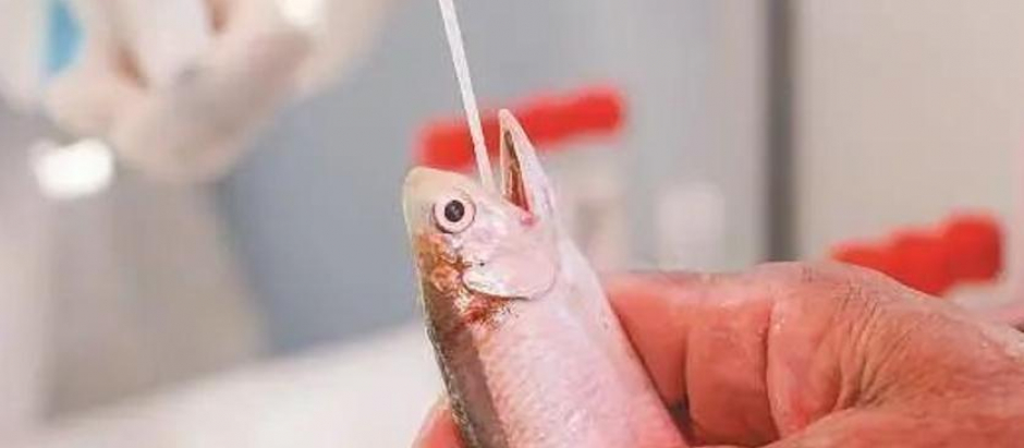 Un pez es sometido a una prueba covid en Xiamen (China)