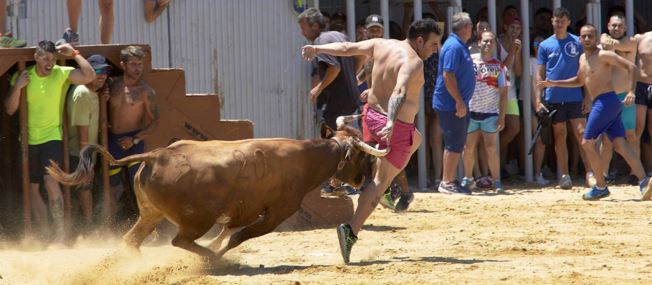 Uno de los toros casi empitona a un participante durante la celebración de los tradicionales festejos de los 'bous'