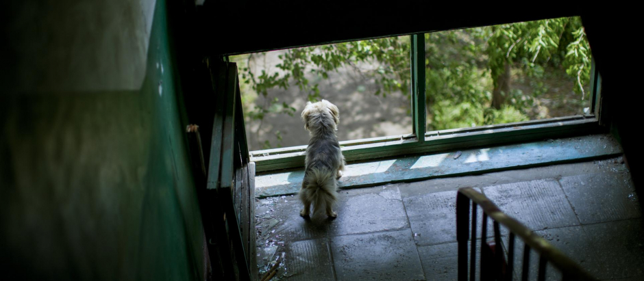 Un perro mira por la ventana de un apartamento