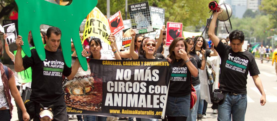 Manifestación de AnimaNaturalis, la organización iberoamericana "más grande" en defensa de los animales