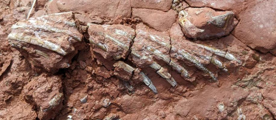 Imagen del fósil encontrado en la Isla del Príncipe Eduardo, en Canadá.