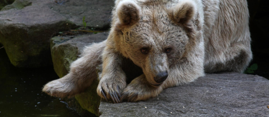 Los osos se preparan para la hibernación consumiendo grandes cantidades de alimento.