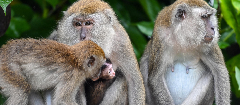 Varios macacos, fotografiados en un parque de Singapur el 22 de septiembre