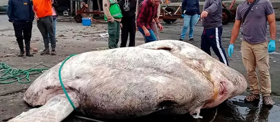El ejemplar encontrado fue un pez luna de casi 3.000 kilos