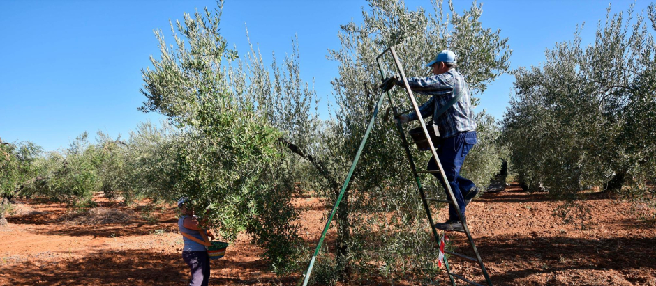 Jornaleros recogiendo la cosecha del olivar