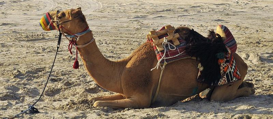 Camello de Qatar