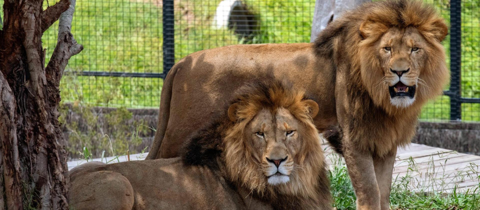 Dos leones macho en un zoo