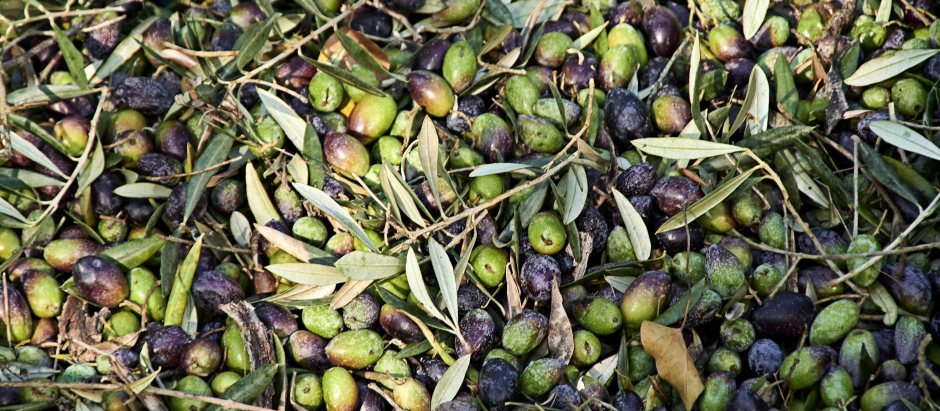 Cosecha de olivas