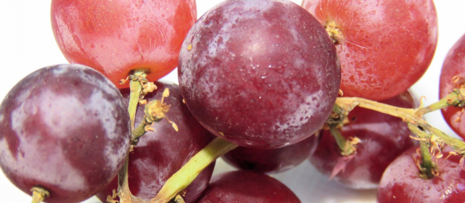 Los beneficios de las uvas rojas para prevenir el Alzheimer