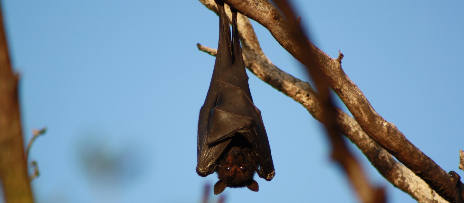 Un murciélago cuelga de una rama