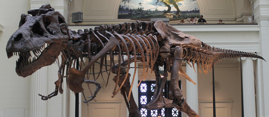 Réplica del Tyrannosaurus Rex en el Museo de Chicago