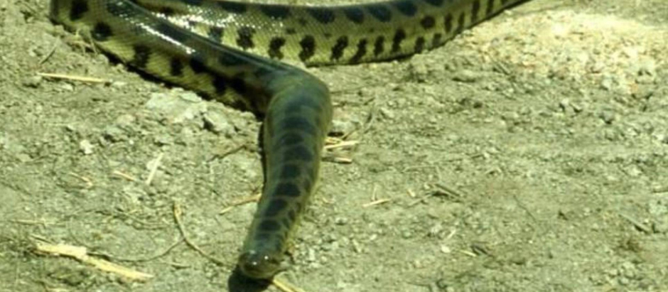 La cuarta especie de Anaconda Eunectes beniensis