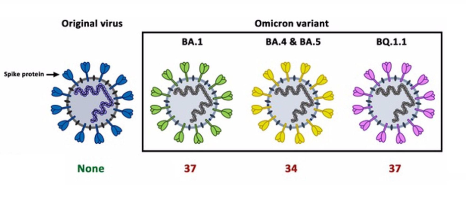 Las subvariantes de ómicron presentan un elevado número de mutaciones