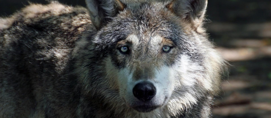 El parásito causante de la toxoplasmosis puede ayudar a los lobos a convertirse en los líderes de su manada.