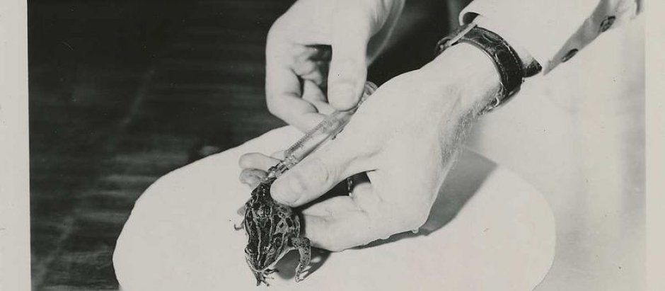 Inyección de muestra de orina en el saco linfático dorsal de rana