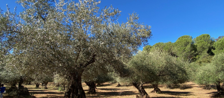 El sector del olivar está acusando una importante bajada del rendimiento como consecuencia de la sequía persistente que viene padeciendo el campo.