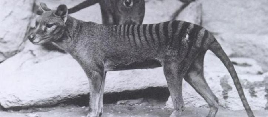 Imagen de dos tigres de Tasmania en 1902
