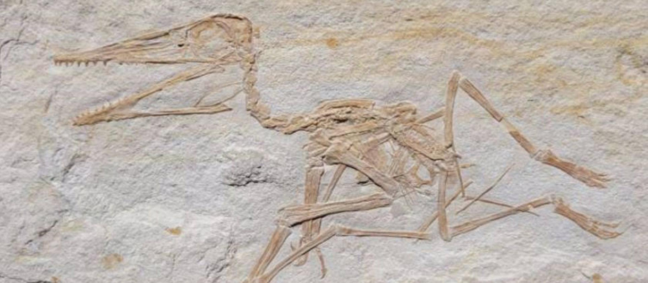 El nuevo espécimen, denominado Painten Pterodactylus, representa un raro individuo "subadulto".