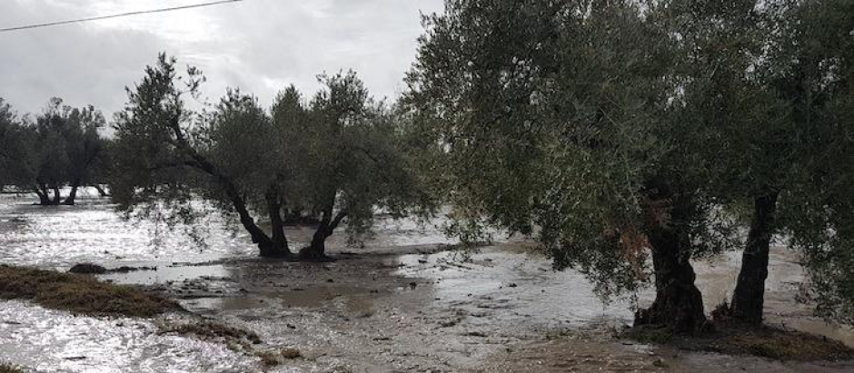 Las lluvias llegan tarde al olivar andaluz