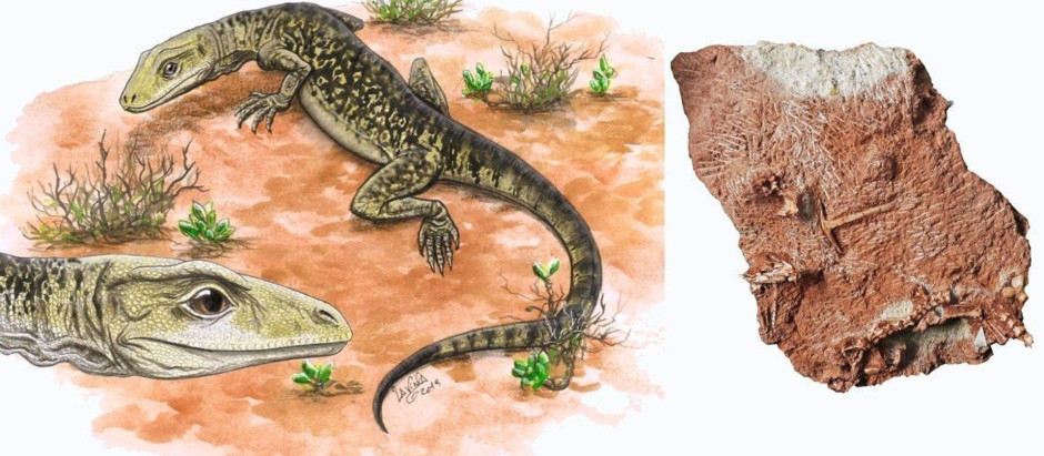 El lagarto Cryptovaranoides microlanius vivió hace más de 200 millones de años