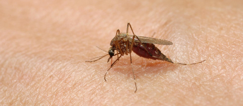 Los principales vectores de la enfermedad son los mosquitos Aedes aegypti y, en menor medida, Ae albopictus