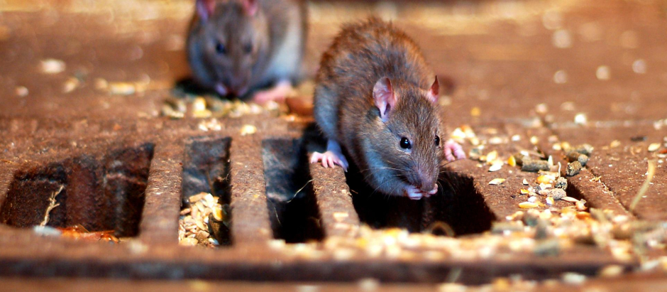 Las ratas se han convertido en un grave problema en algunas ciudades.