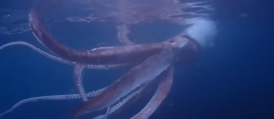 El calamar gigante nadaba cerca de la costa