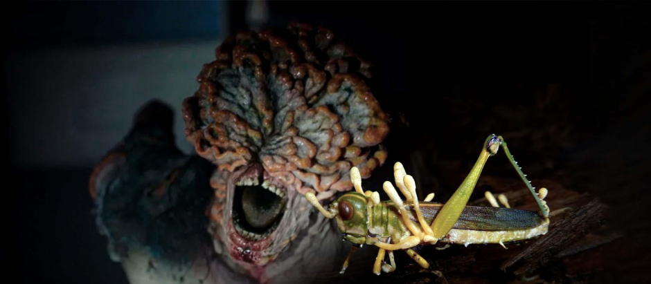 Un saltamontes contaminado por el 'Cordyceps' real y de fondo, un zombi infectado con el de la serie