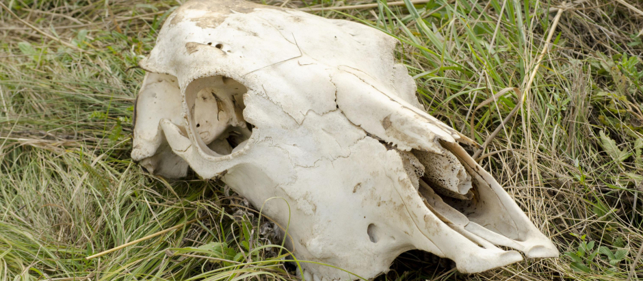 Los huéspedes de la cueva de la Des-Cubierta guardaban los cráneos de los animales que cazaban