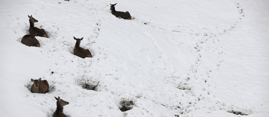 Un grupo de ciervos tumbados sobre la nieve en el puerto de Belate