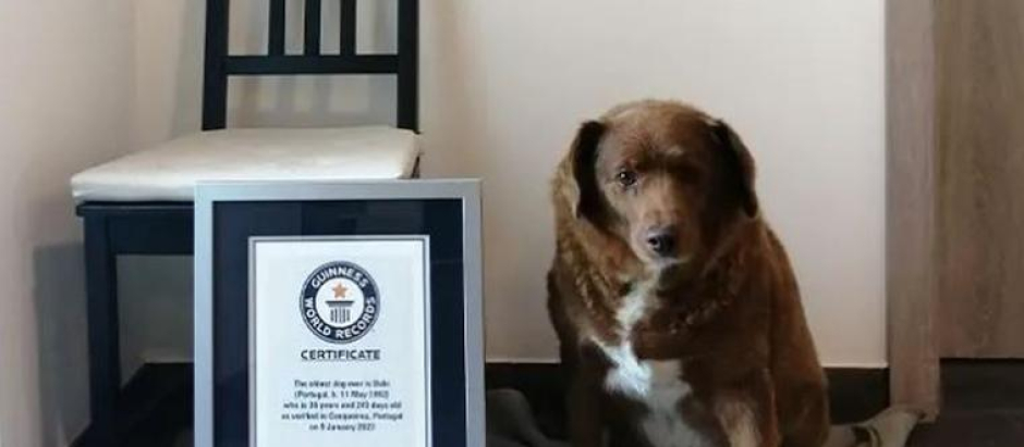 Bobi, el perro más anciano del mundo con 30 años, junto al certificado Guiness que acredita el récord