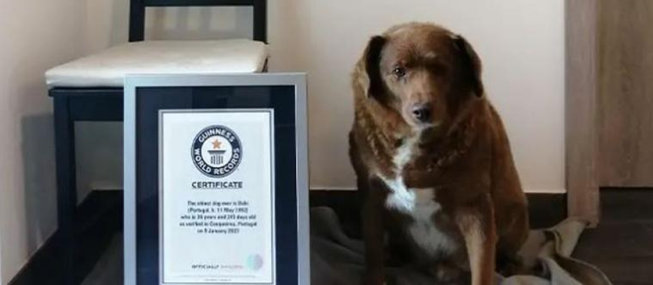 Bobi, el perro más anciano del mundo con 30 años, junto al certificado Guiness que acredita el récord
