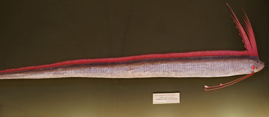 Un ejemplar de pez remo en un museo