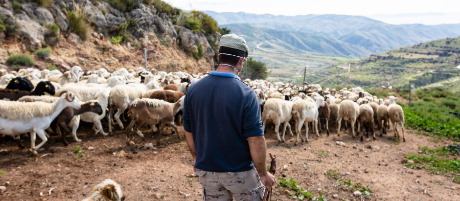Un ganadero pastorea un rebaño de ovejas
