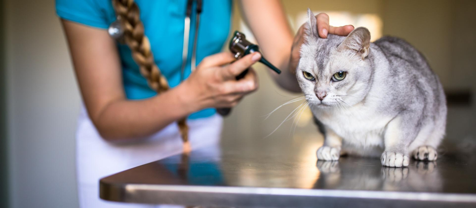 gato con veterinario