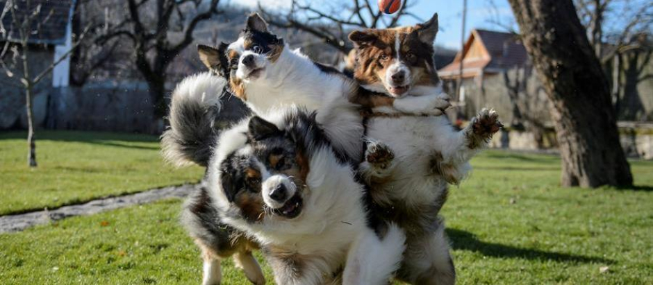 Tres perros juegan en el jardín de la vivienda de una entrenadora de perros