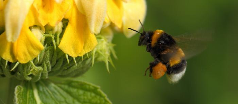 El aprendizaje social impulsa la propagación del comportamiento de los abejorros